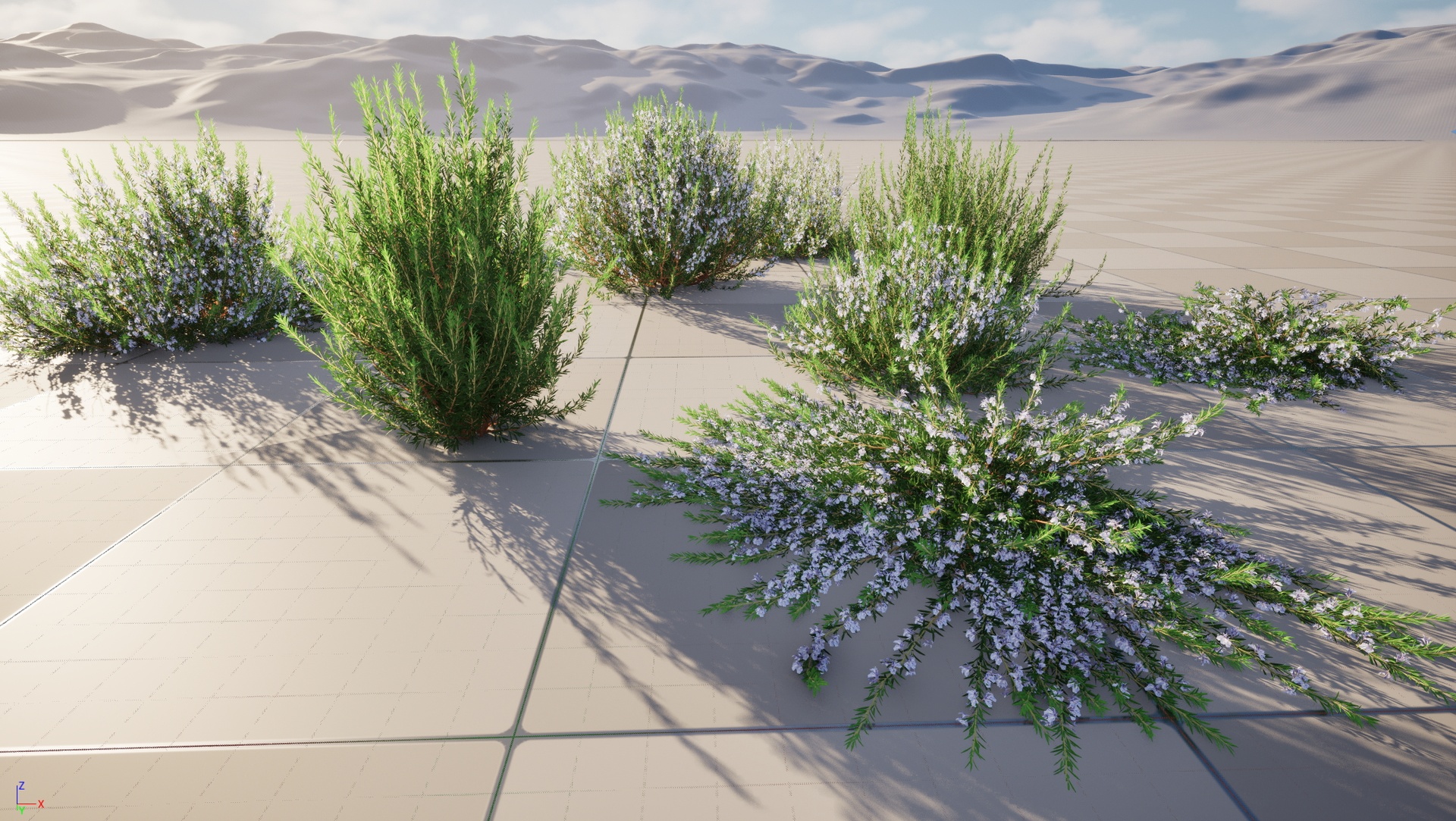Media 1 for listing Nanite Wind Plants - Rosmarinus officinalis - Rosemary