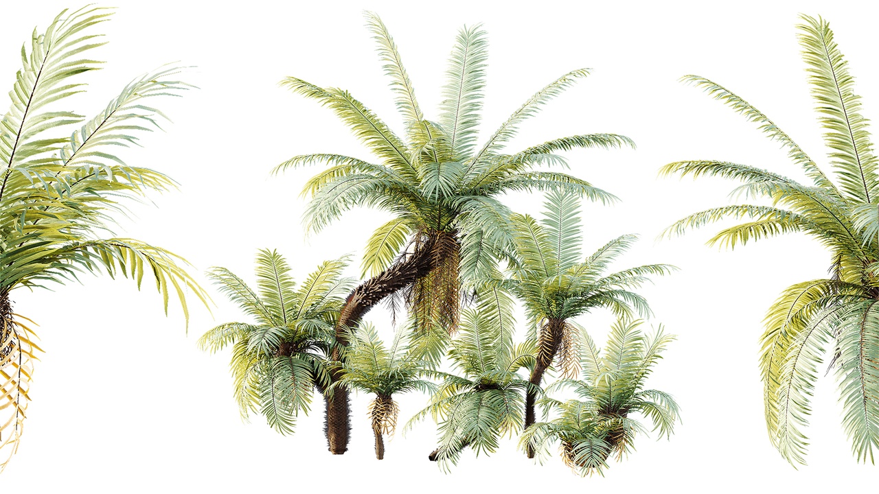 Media 1 for listing AV Plant Brainea Insignis Fern Palm Tree 02