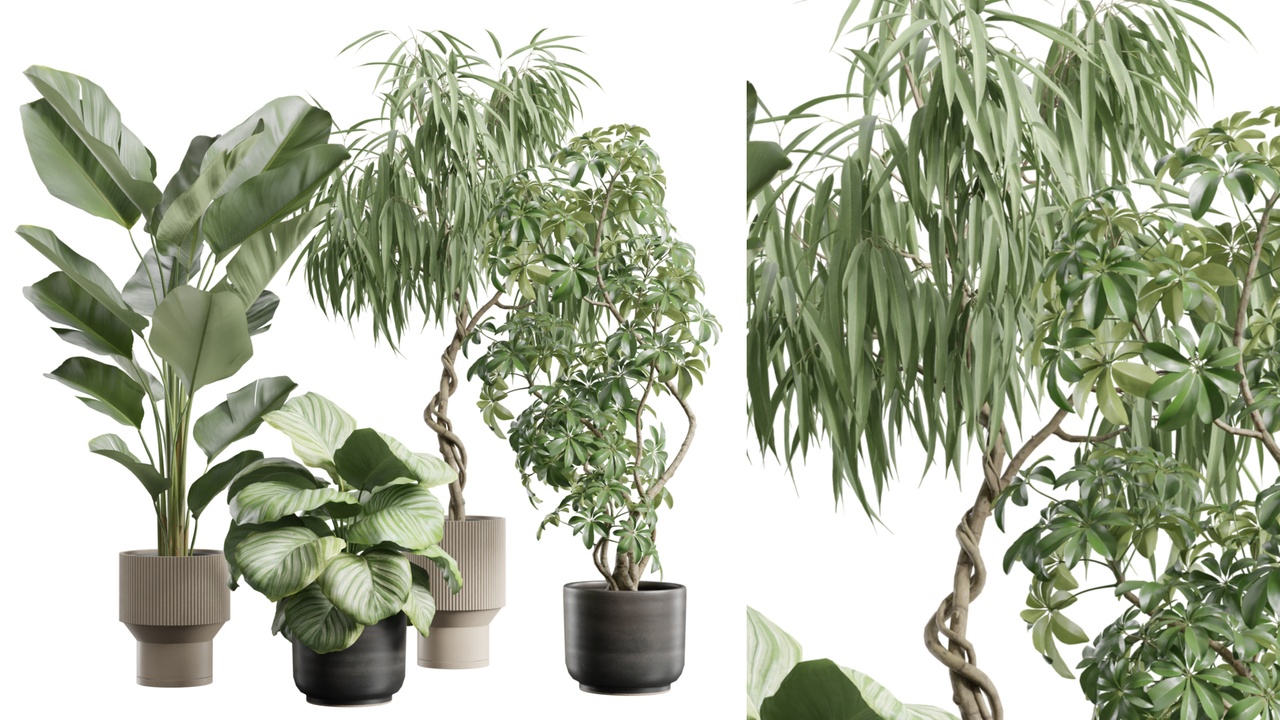 Media 1 for listing Indoor Plants Pack 112