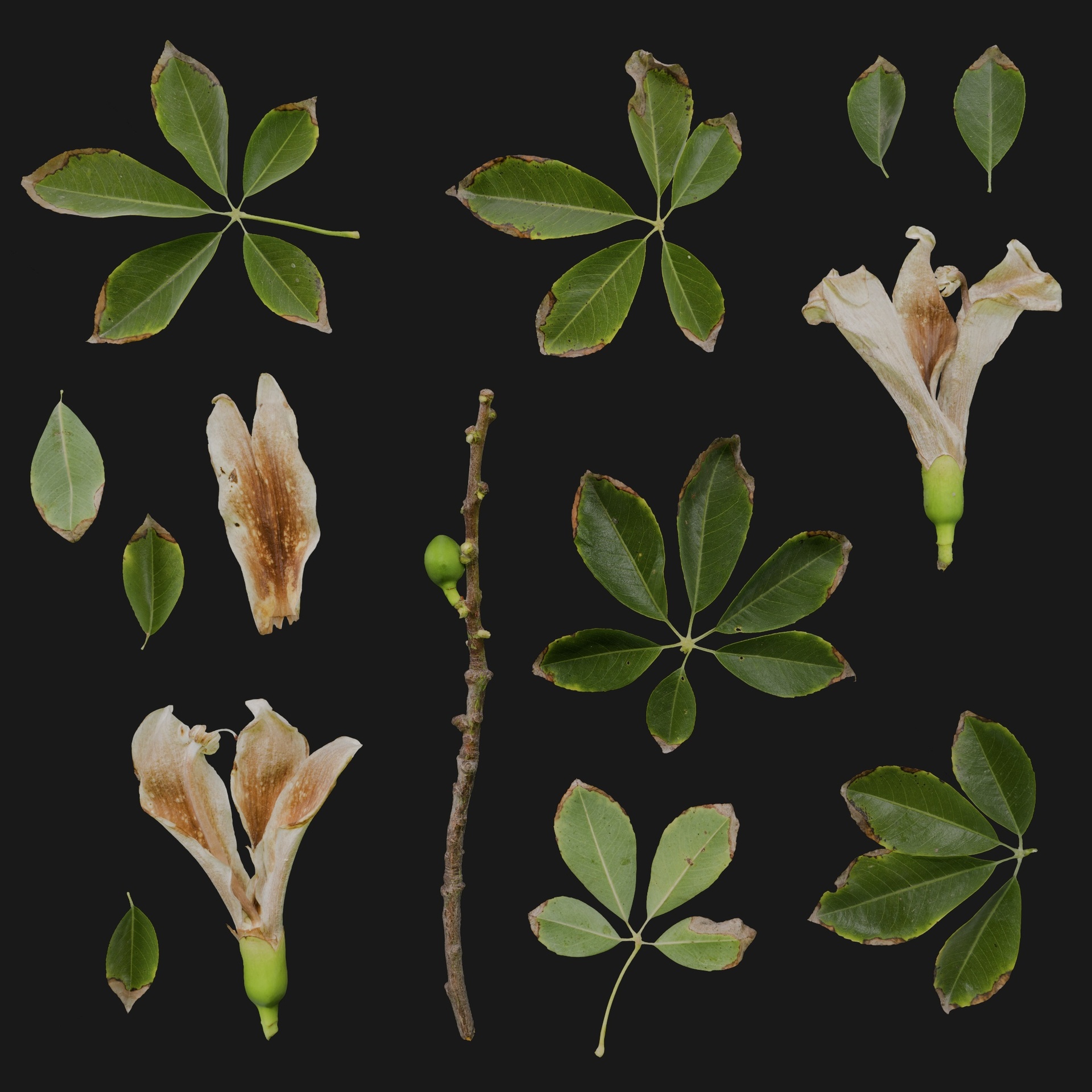 Media 1 for listing Ceiba Spinosa 10