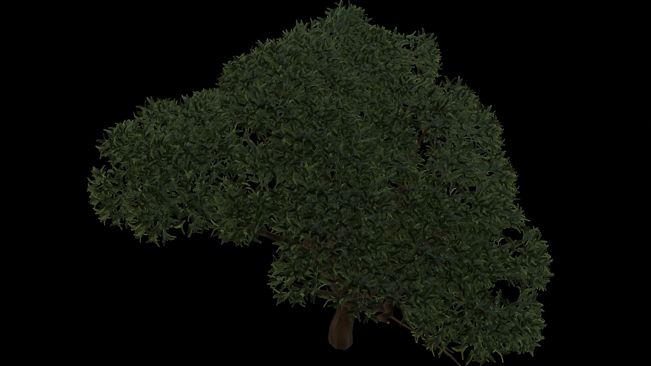 Media 1 for listing Dense Canopy Tree with Green Foliage