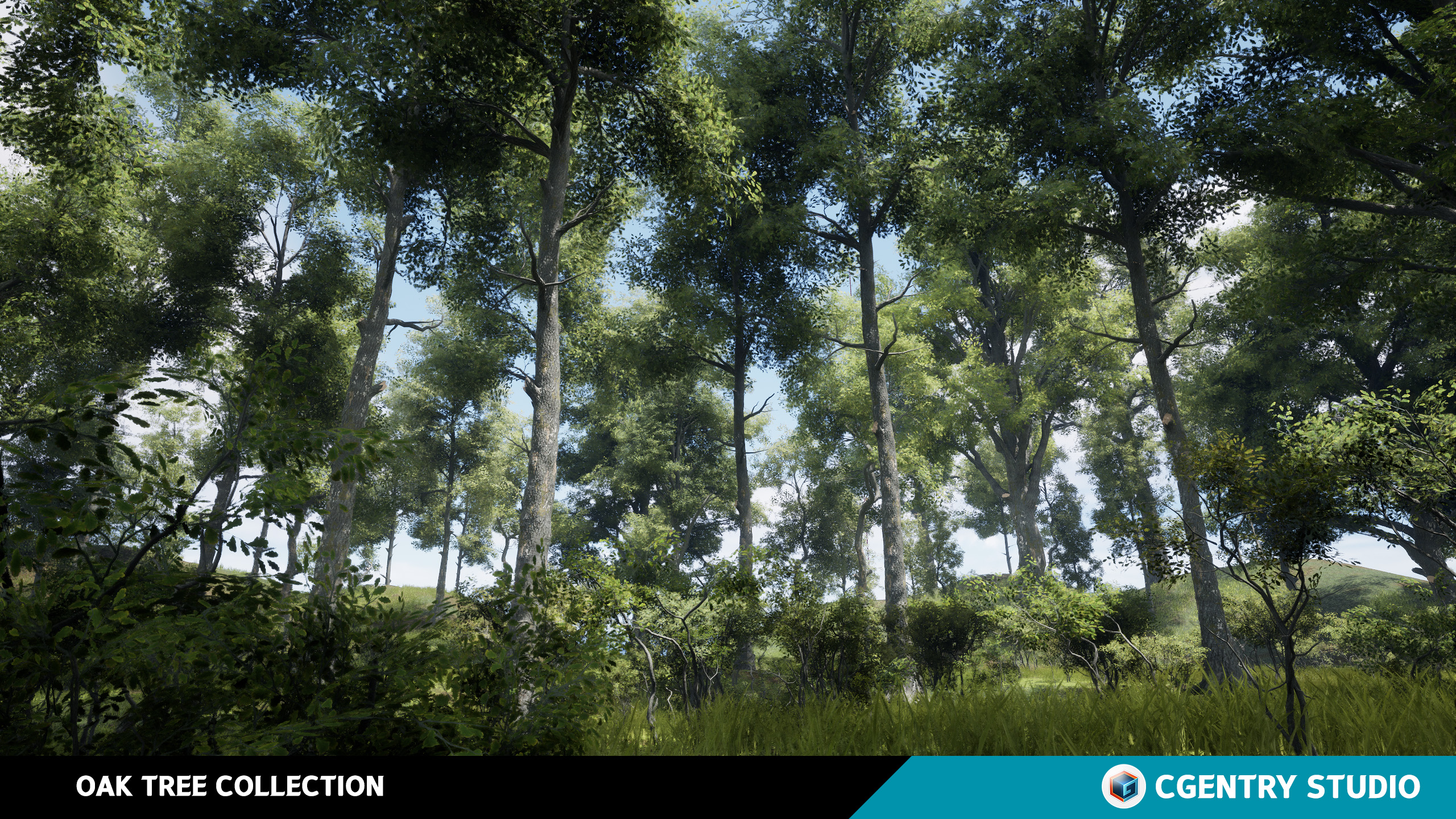 Oak Tree Collection | Fab