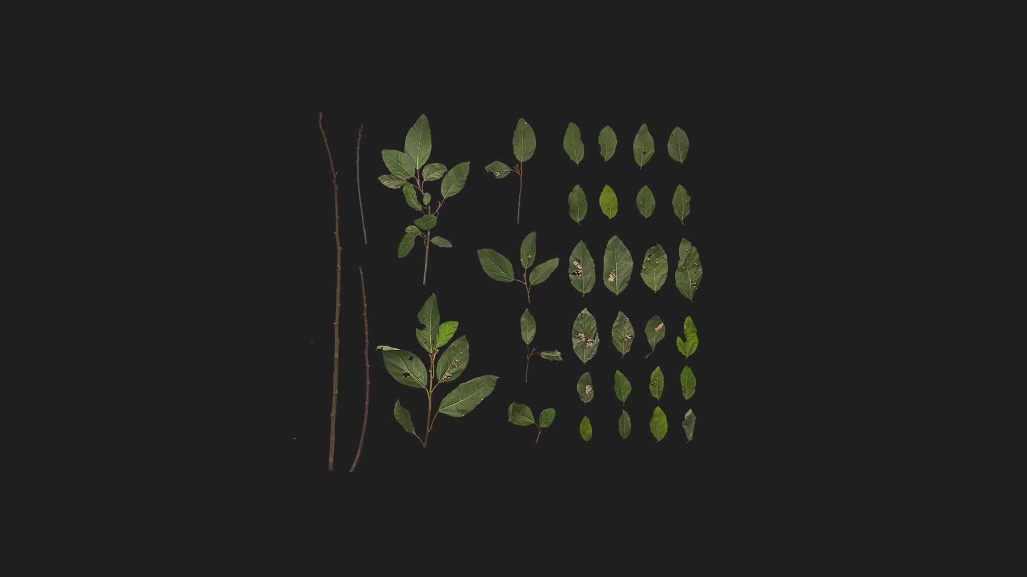 Unidentified Shrub | Fab