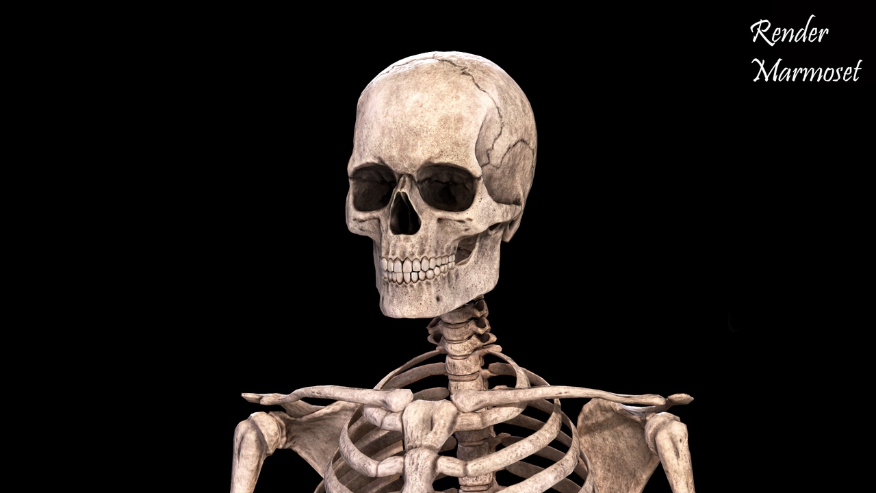商品 Skeleton 的媒体 1