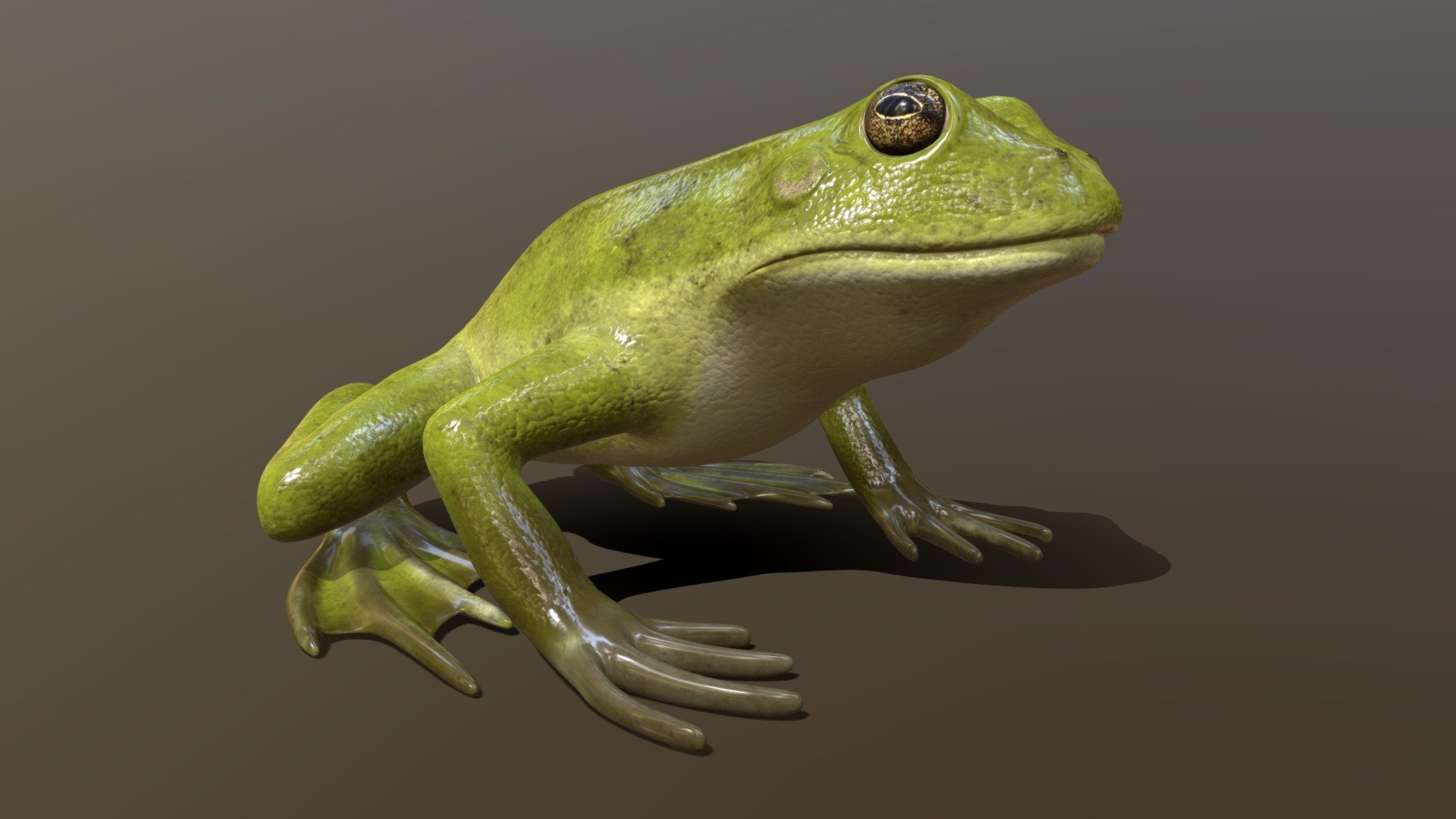 Frog | Fab