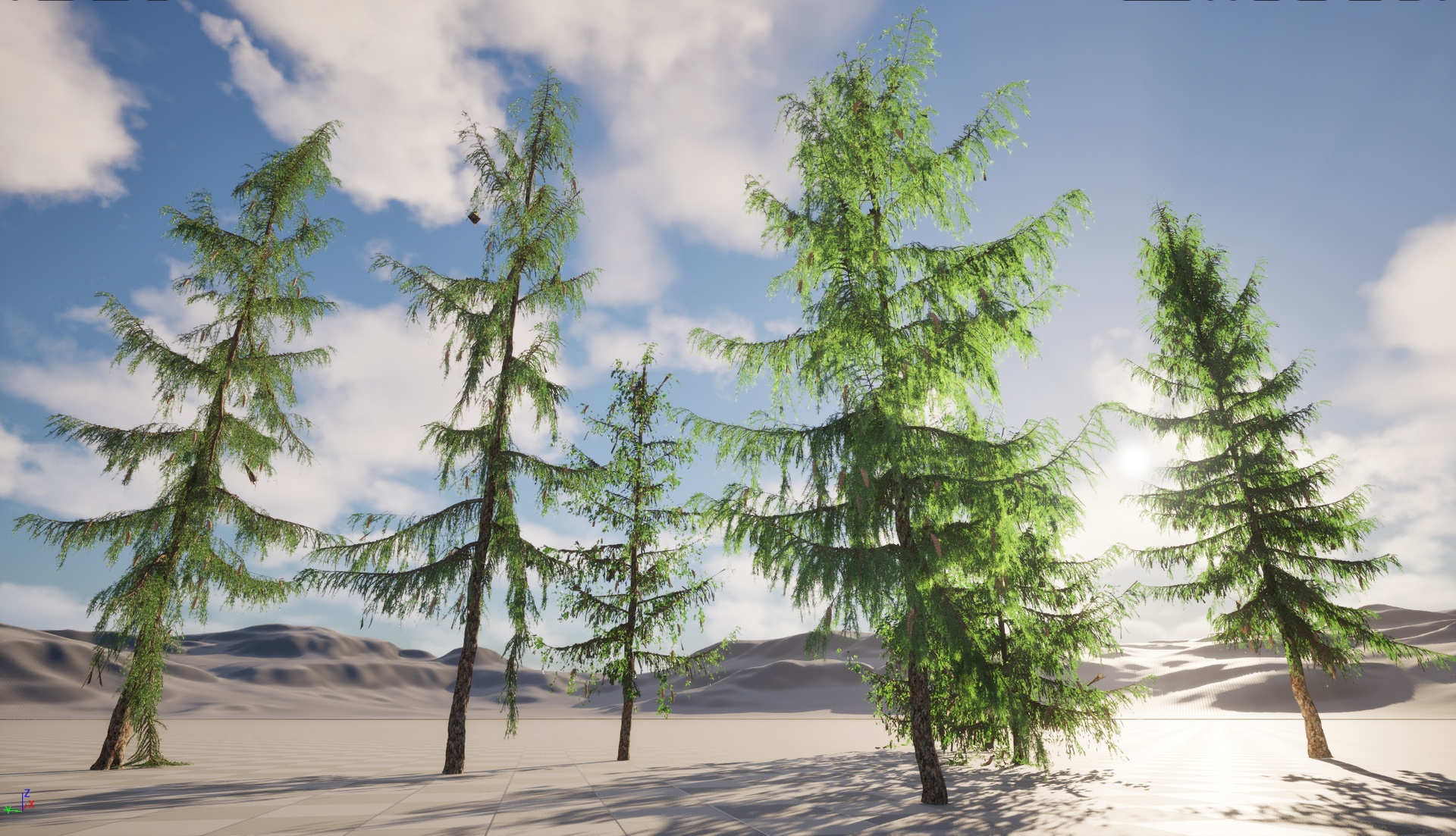 Media 1 for listing Nanite WInd Plants - Picea breweriana - Brewers spruce