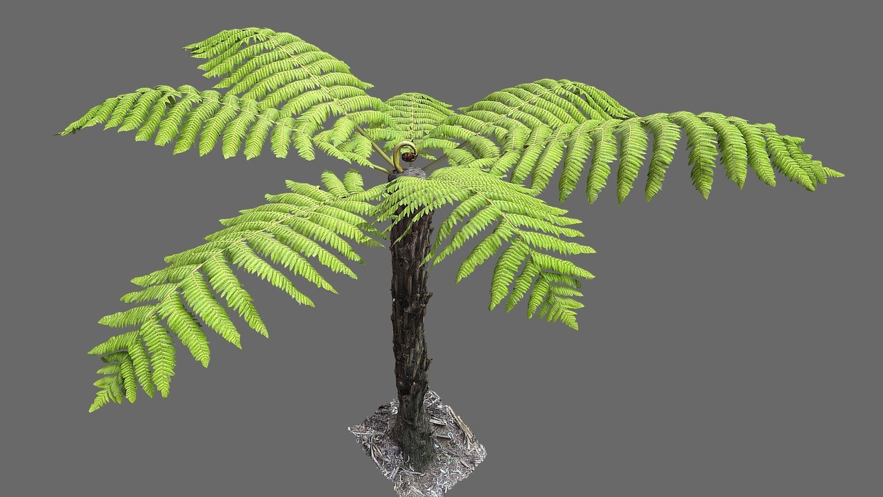 Media 1 for listing Tree Fern 2