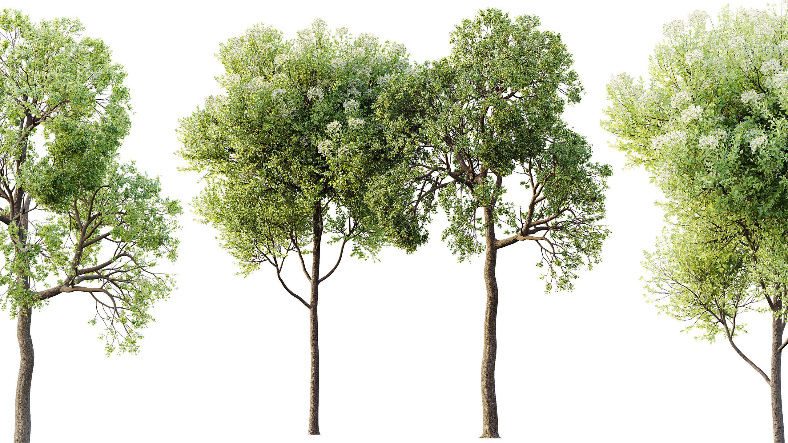 Media 1 for listing AV Teak Tectona Grandis Tree and Shorea Robusta Sal Tree