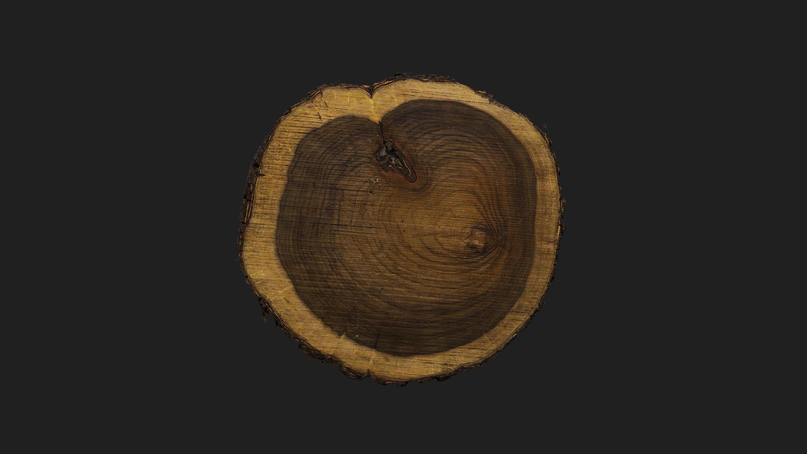 Tree Trunk Hat Tree Trunk | Fab