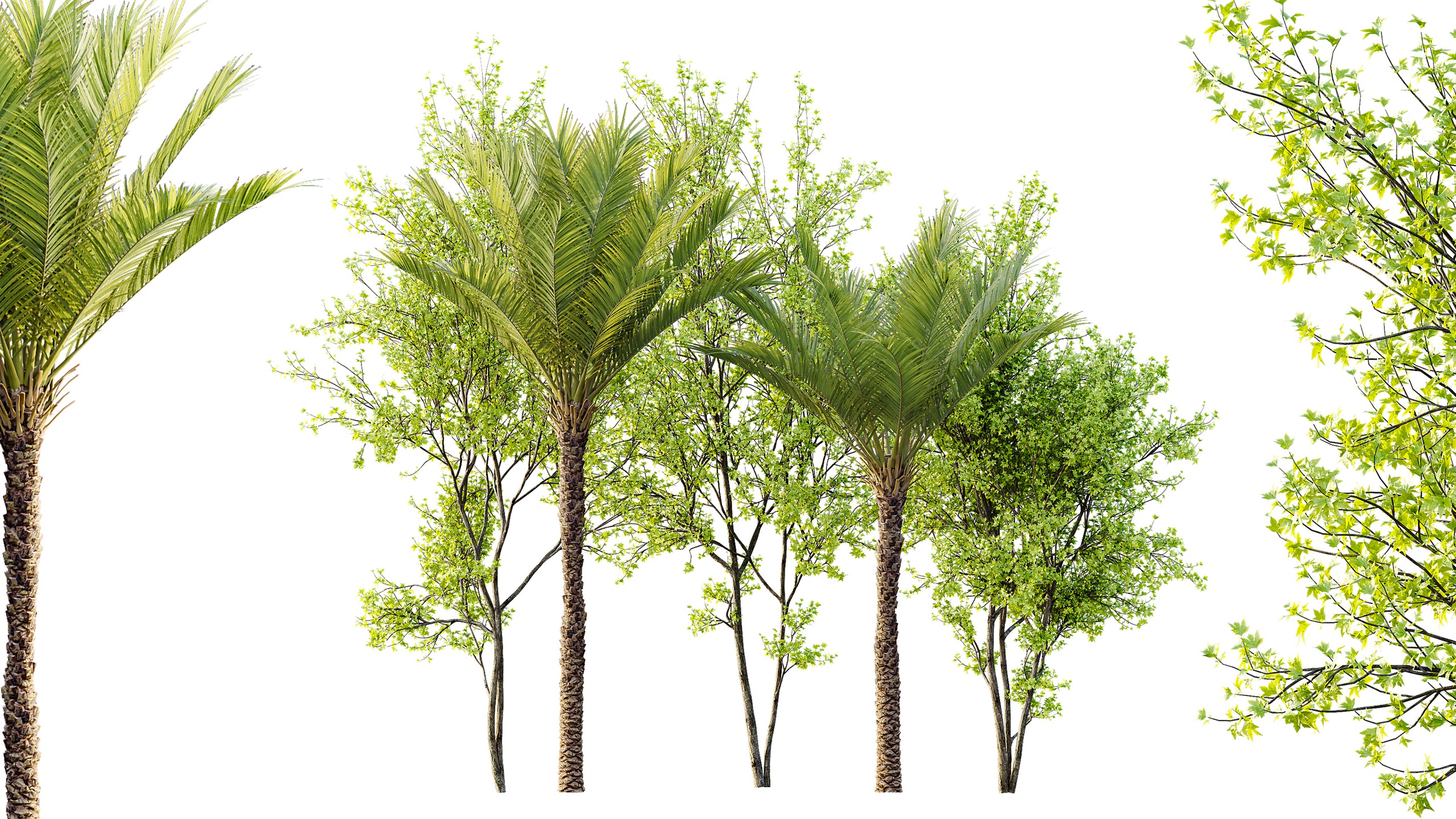 Media 1 for listing AV Phoenix Dactylifera Date Jurassic Palm Tree and Acer Saccharinum