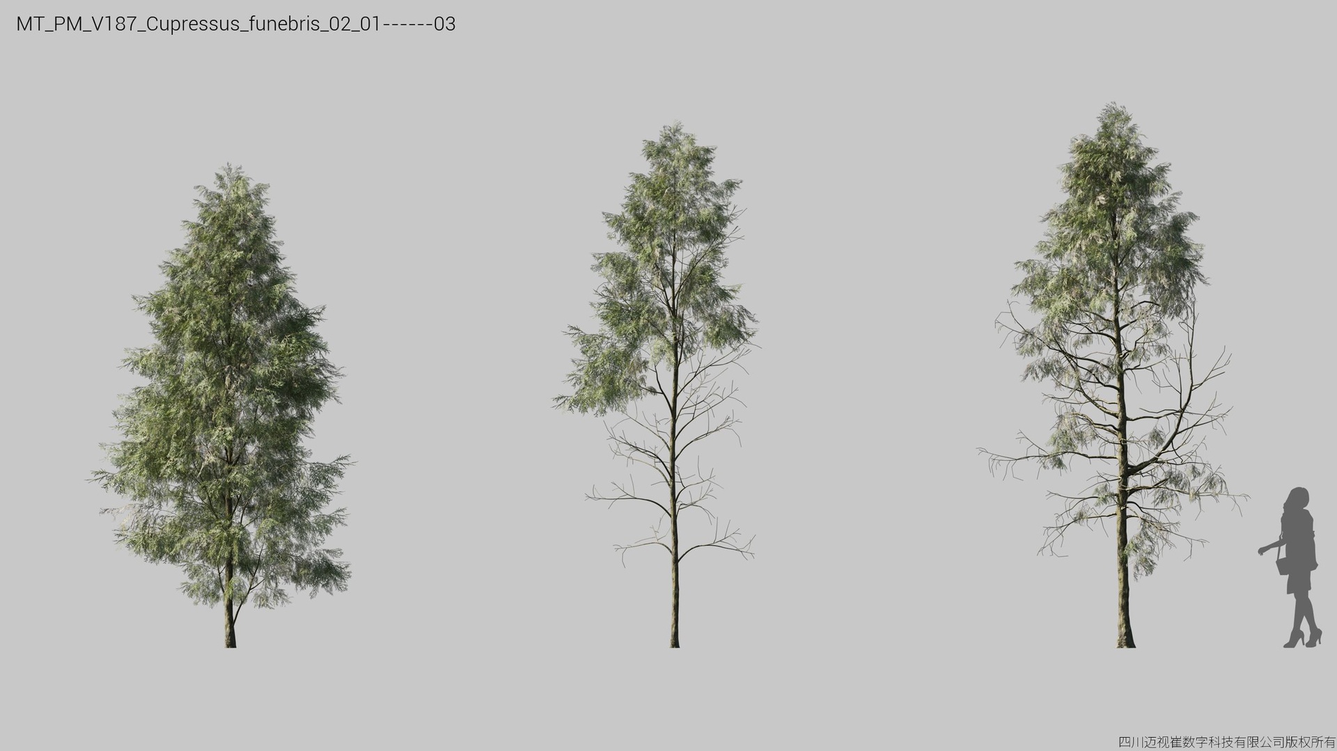 Media 1 for listing V187 Cupressus funebris 02