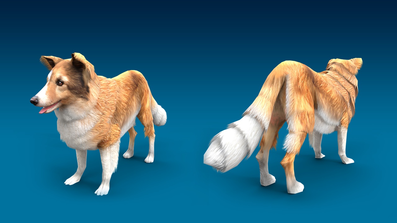 Media 1 for listing Sheltie 3D Dog Model