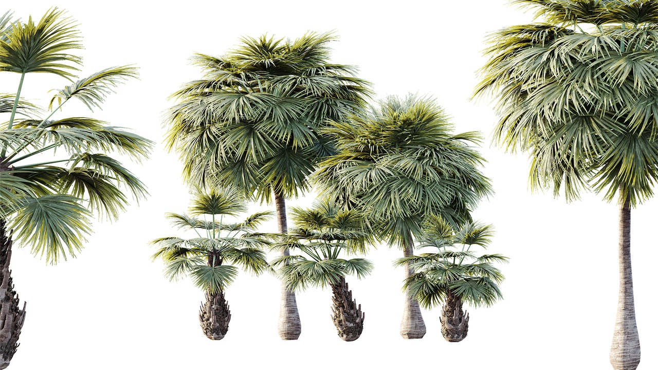 Media 1 for listing AV Plant Borassus Flabellifer 6 Palm Tree 03