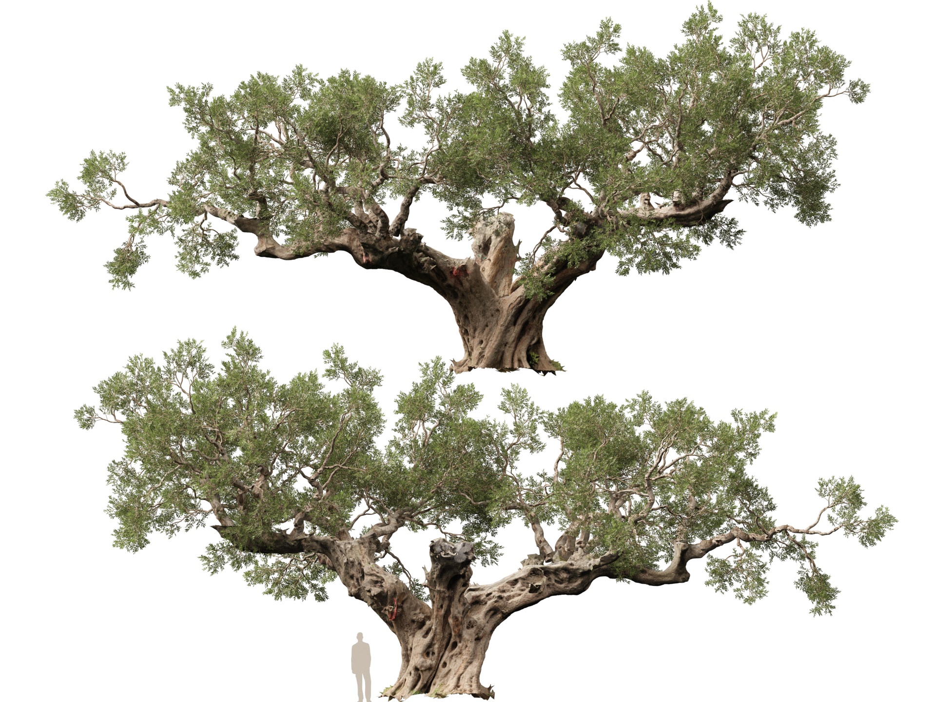 Media 1 for listing (Highpolylow Poly) Scanned Olea Europaea - Common Olive 19
