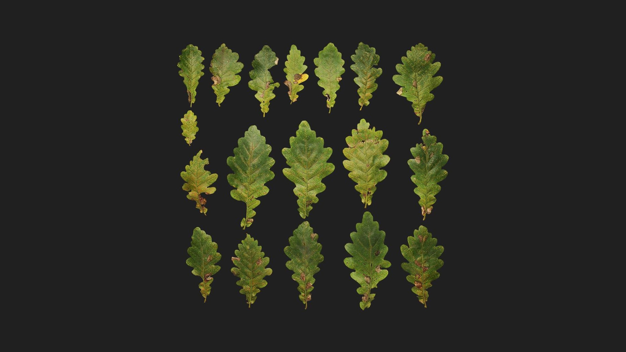 Media 1 for listing Oak Leaves