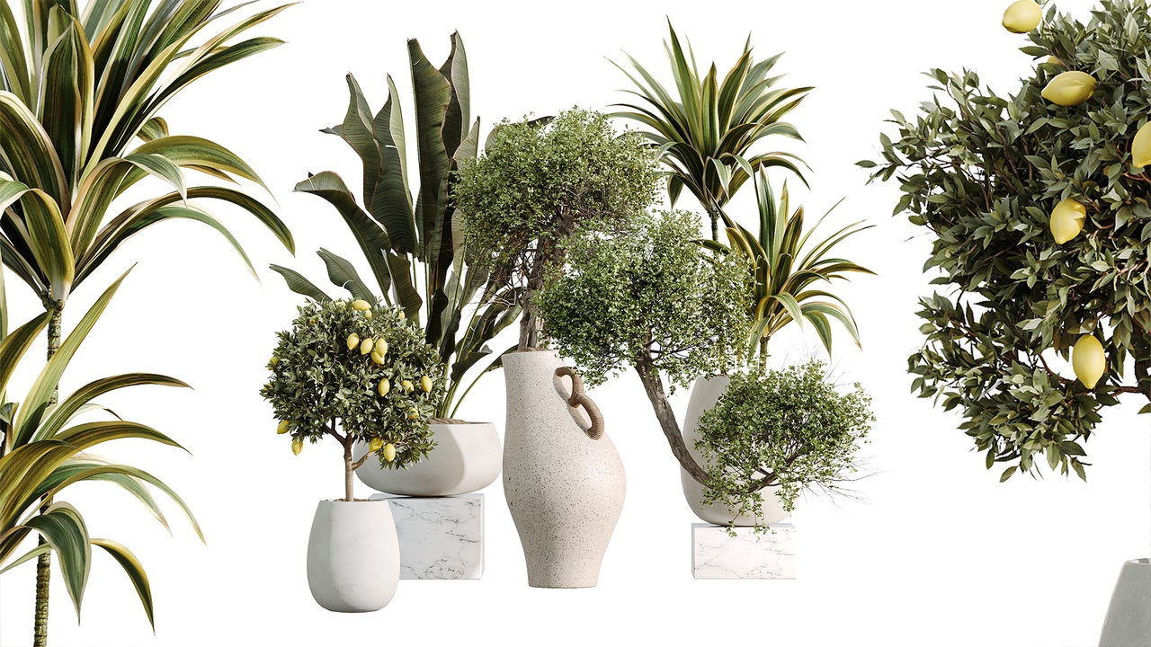 Media 1 for listing AV Indoor Plants Set 515 Dracaena Warneckii Banana Ficus Microcarpa Bonsai Lemon