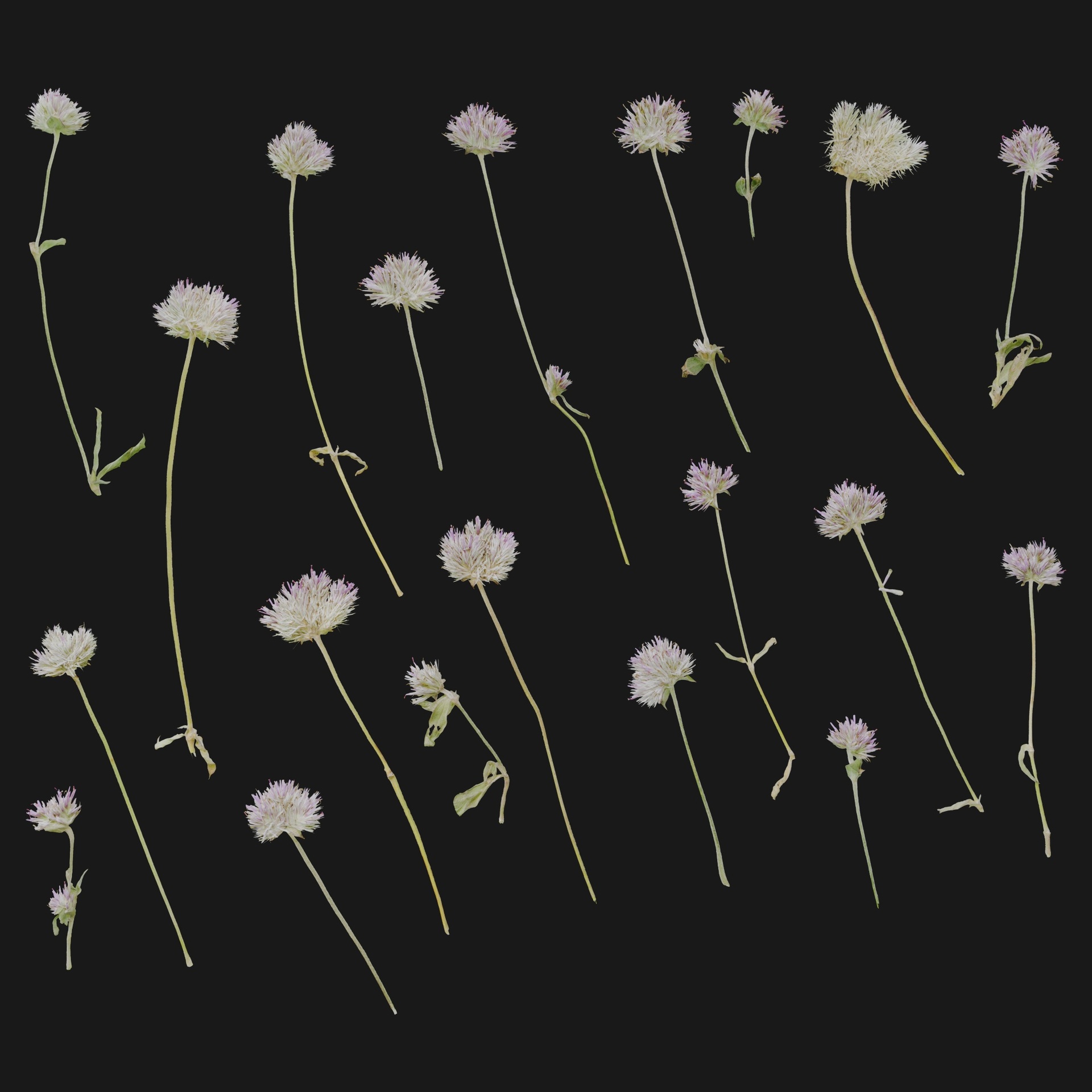 Media 1 for listing Centaurea 03