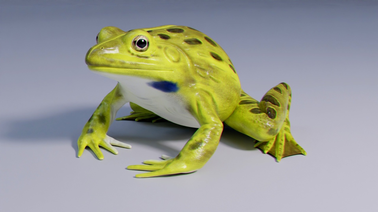 Media 1 for listing Indian Bullfrog