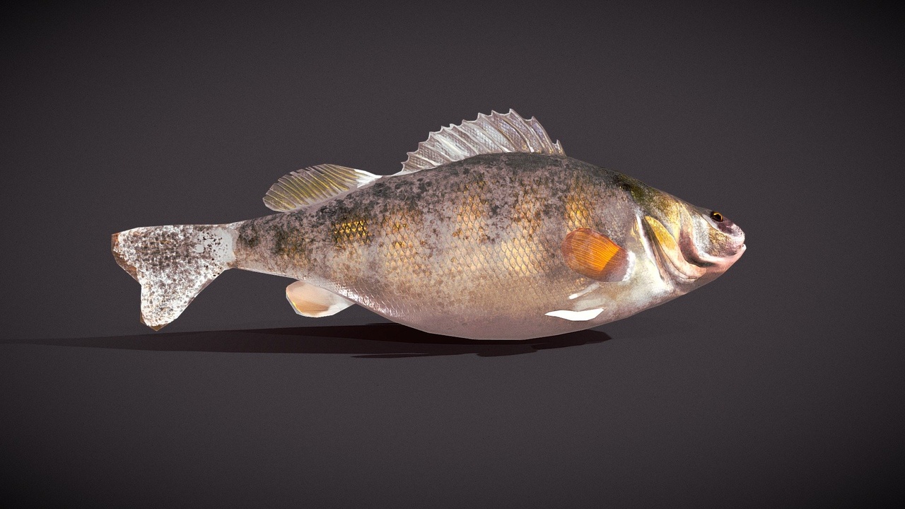 Media 1 for listing Perch