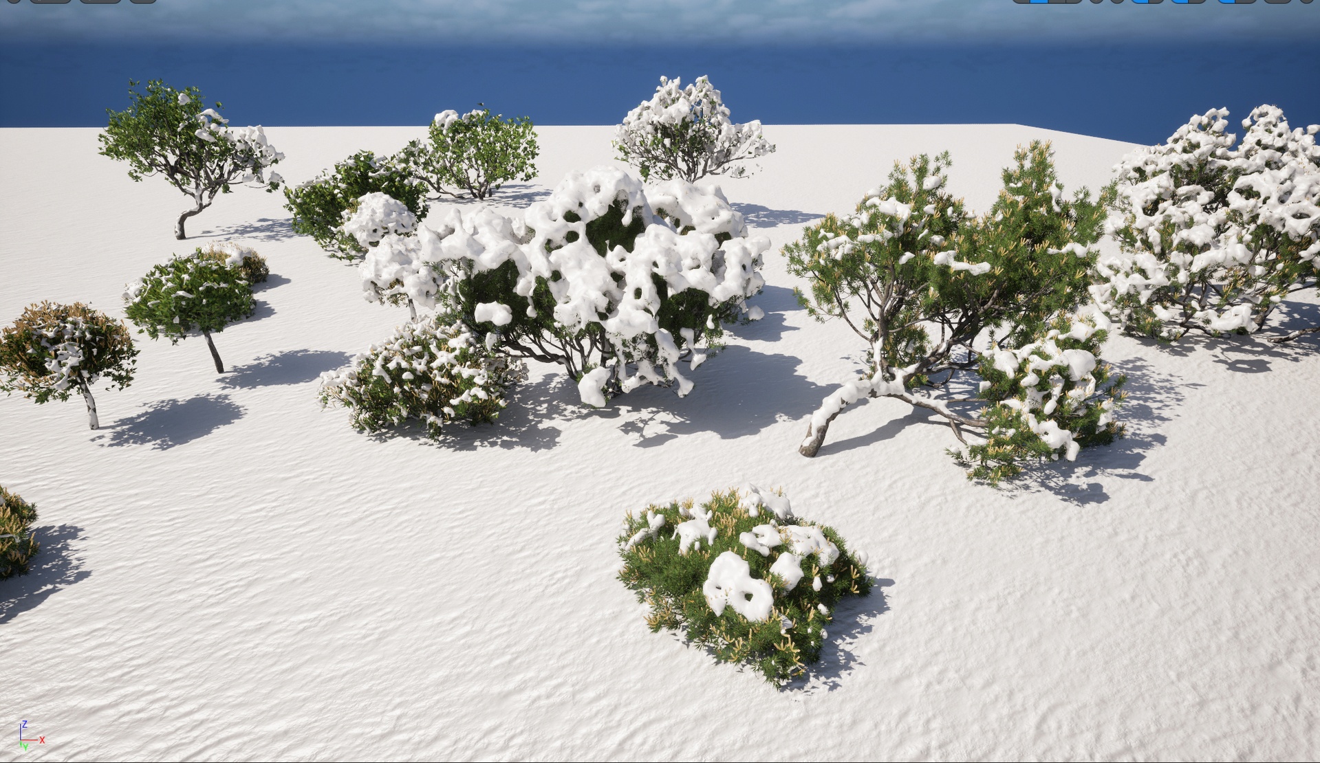 Media 1 for listing Nanite - Winter Snow Pine - Pinus mugo - Swiss mountain pine