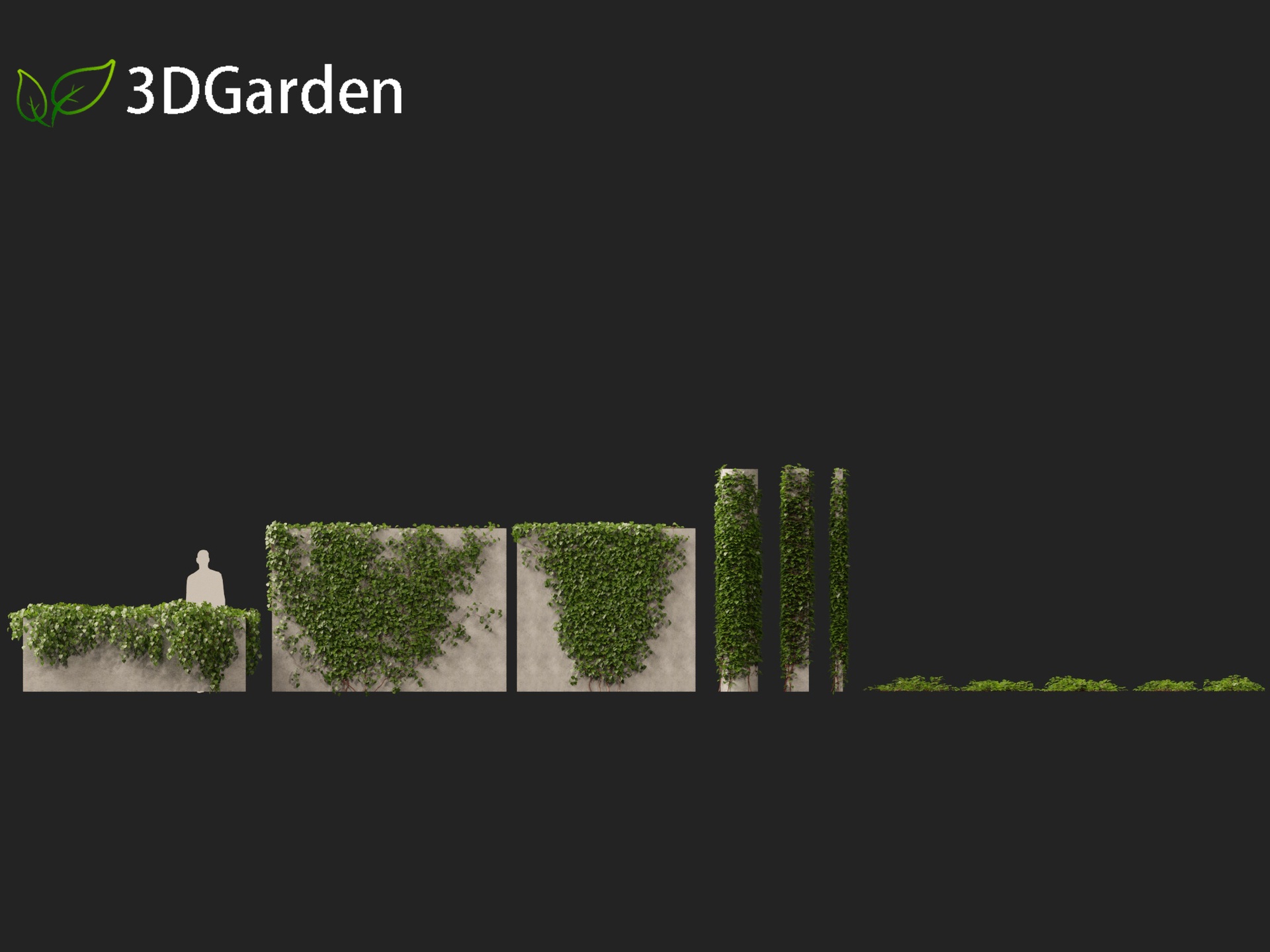 Media 1 for listing Hedera canariensis - Canarian ivy
