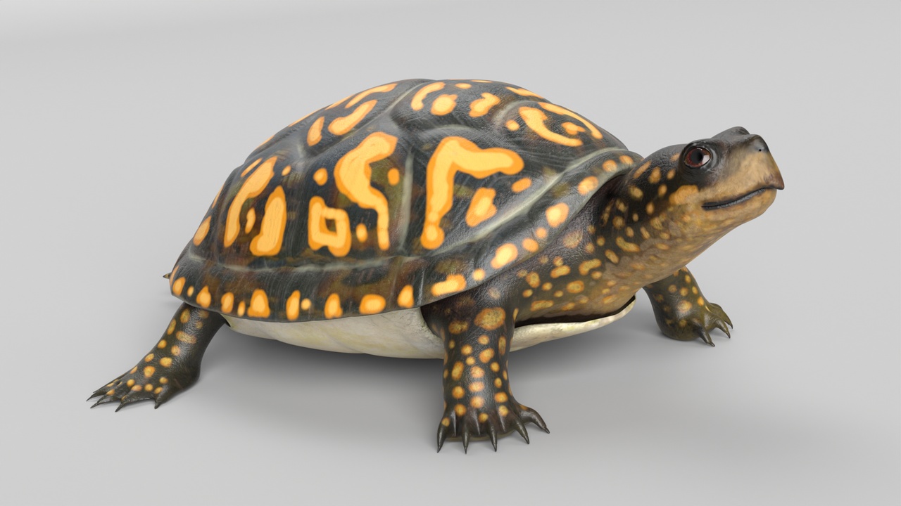 Box Turtle Animated | Fab
