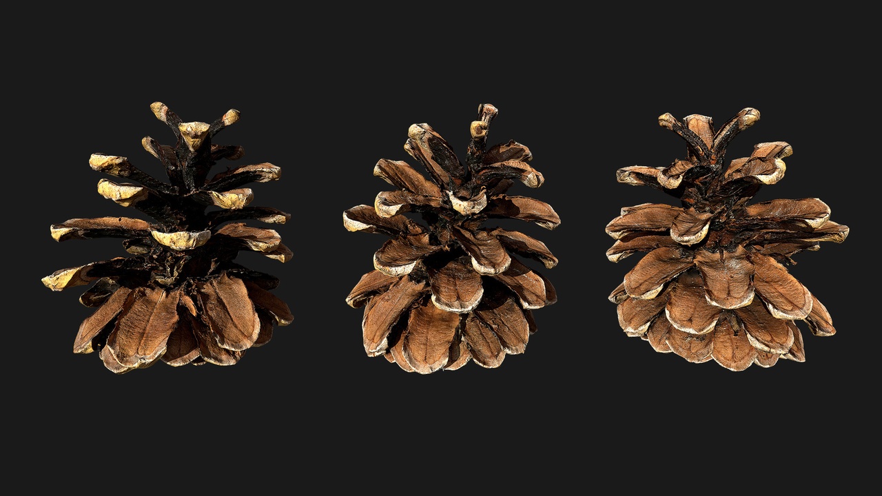 Media 1 for listing Pine Cone (Xu749J)