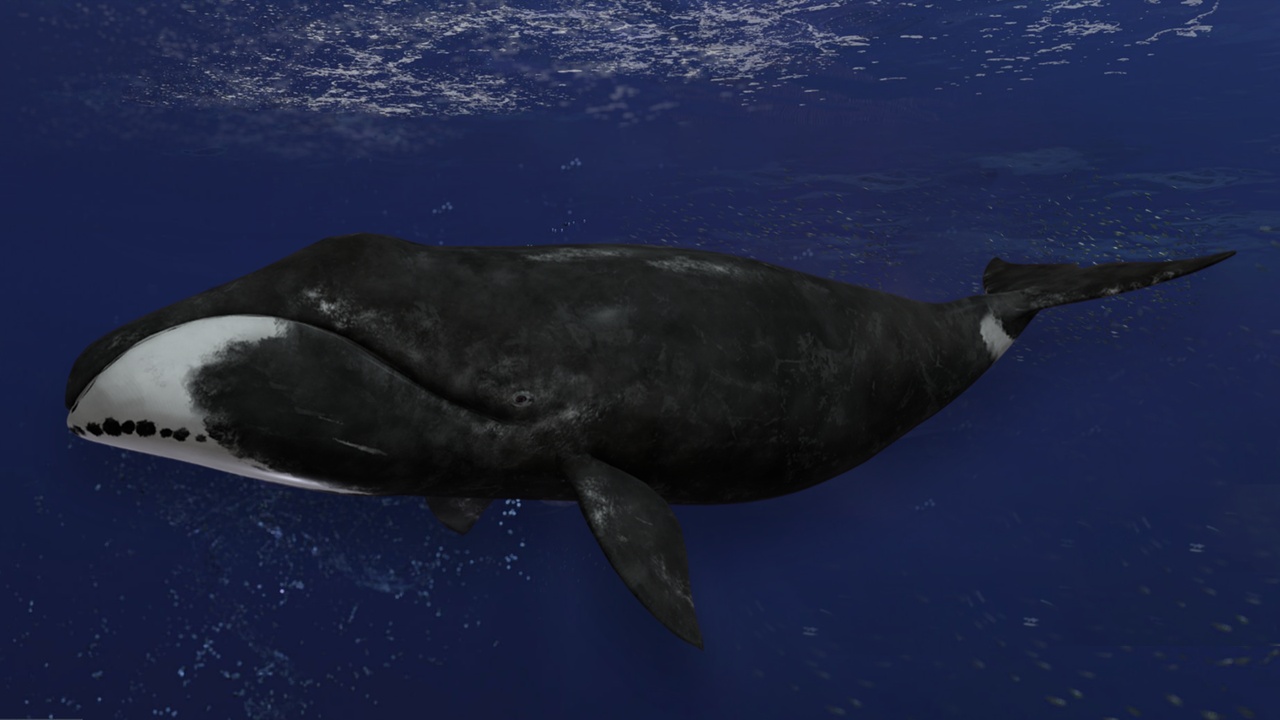 Media 1 for listing Bowhead Whale Fish