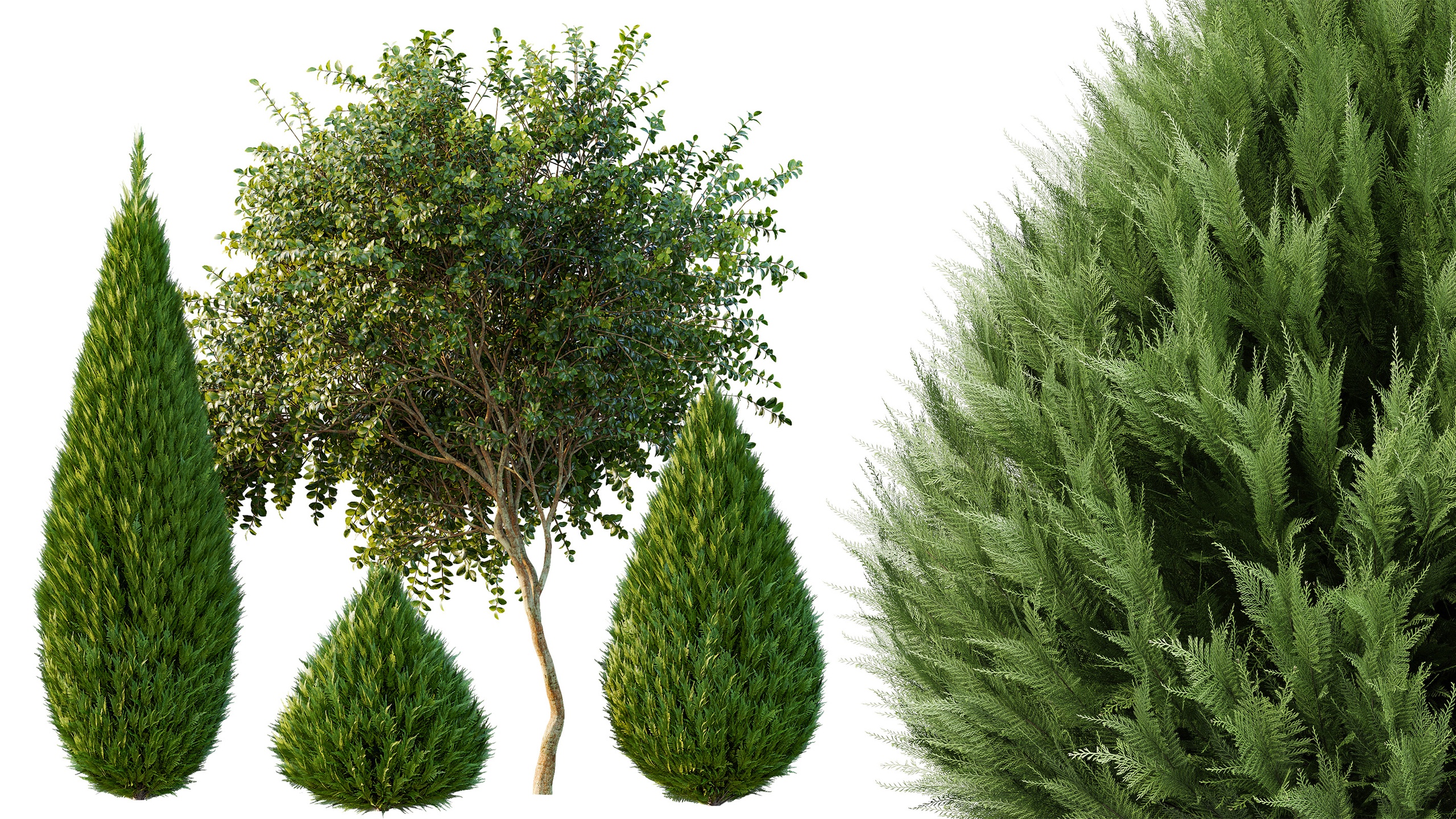 Media 1 for listing AV Juniperus chinensis Spartan Taylor Juniper and Big Joy Perfume Orange