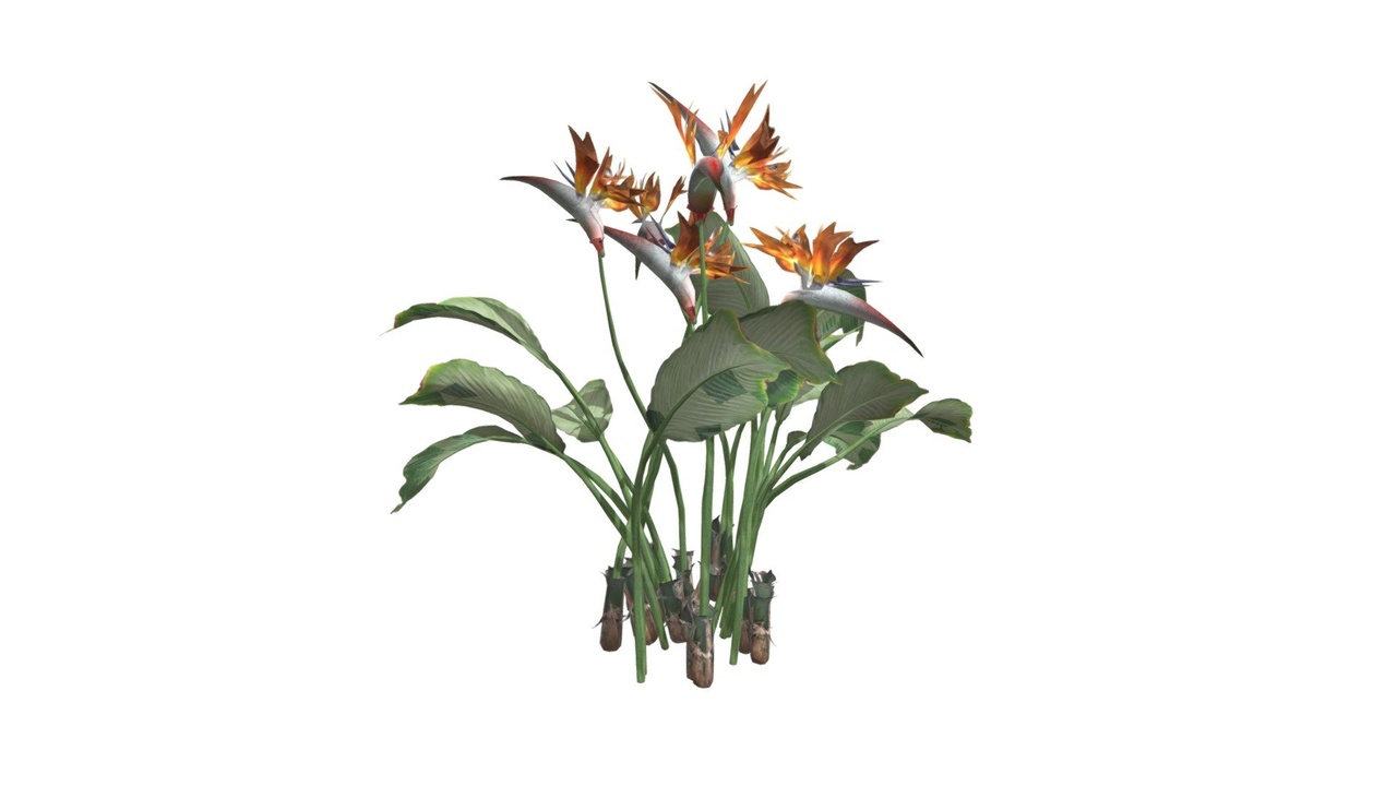 Media 1 for listing Bird Of Paradise Flower #10