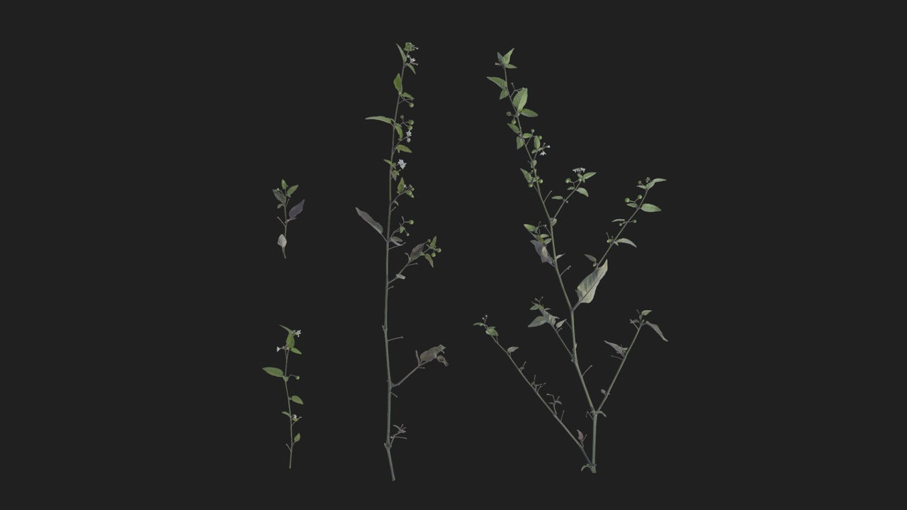 Media 1 for listing Black nightshade 01