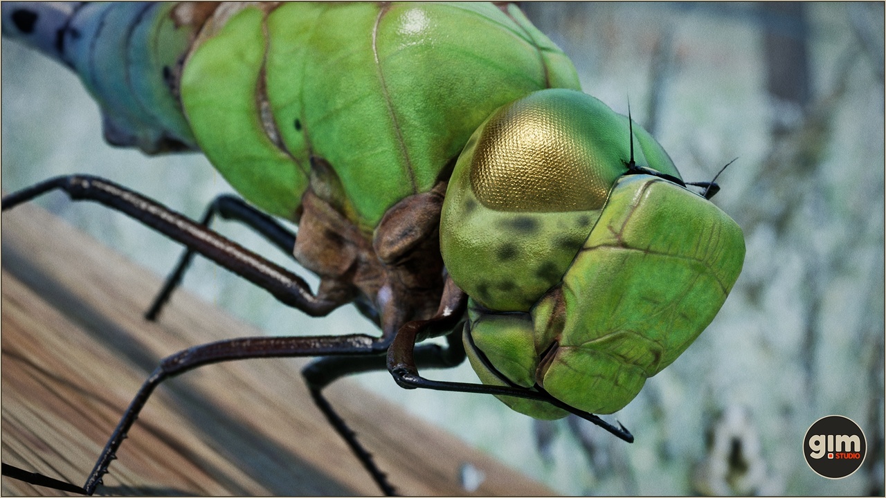 Media 1 for listing Animalia - Green Darner Dragonfly