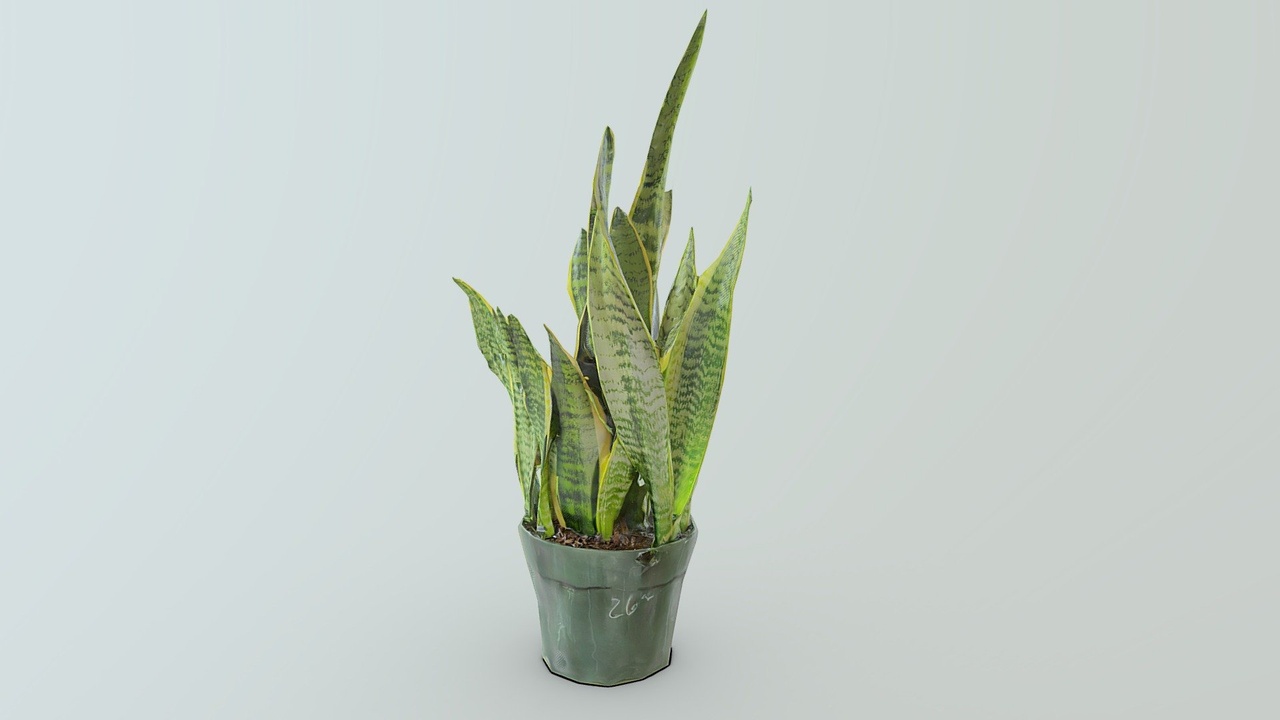 Media 1 for listing Snake plant scan LOWPOLY