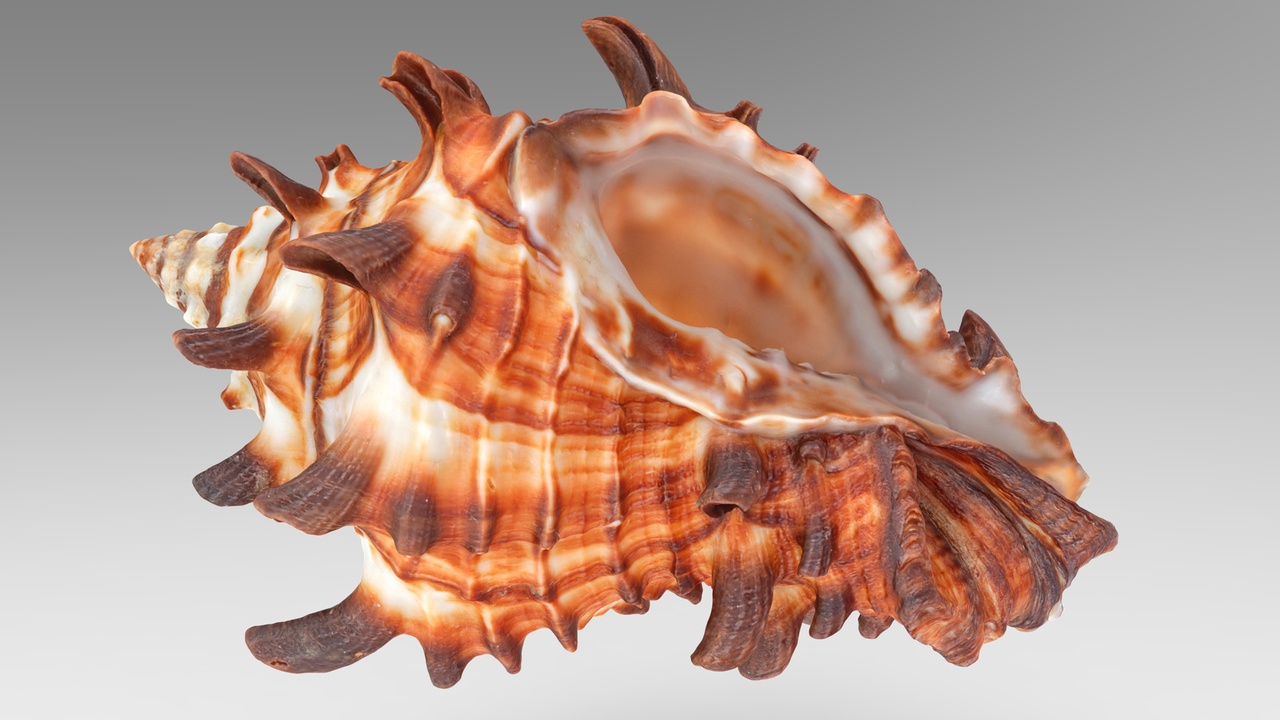 Media 1 for listing Vasum Tubiferum Sea Shell