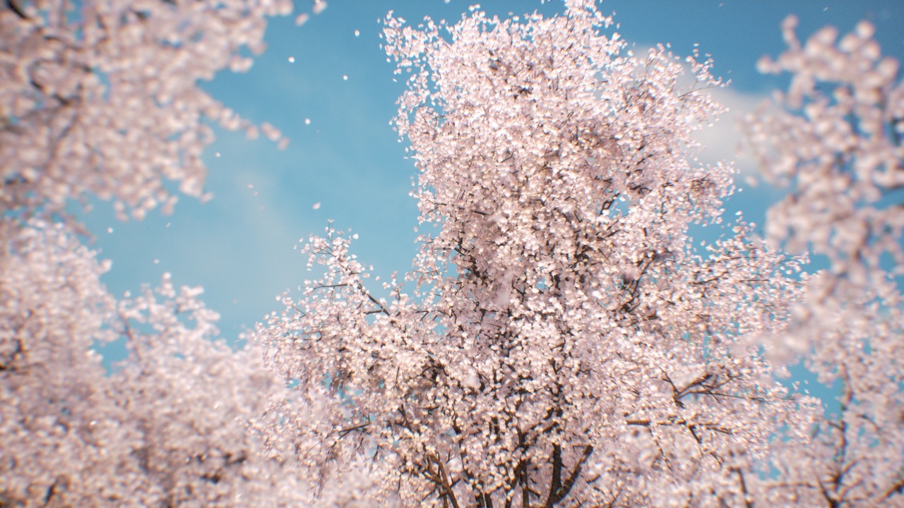 Media 1 for listing Sakura - Cherry blossom