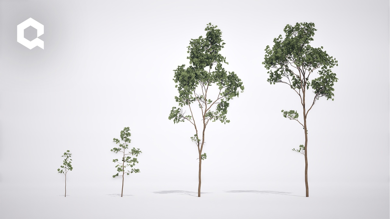 Media 1 for listing Megaplants: Norway Maple Forest