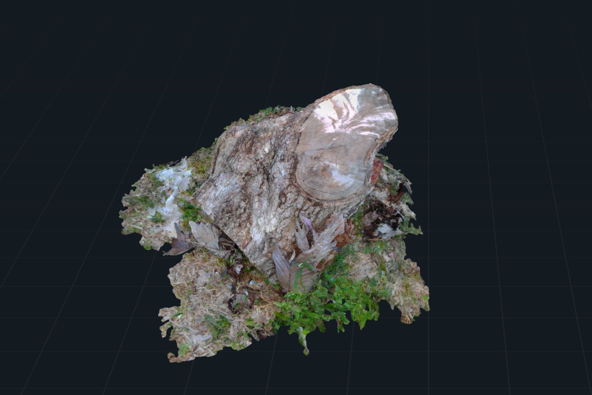 Media 1 for listing Old Tree Trunk Stump - 3 Models - Realistic Scans