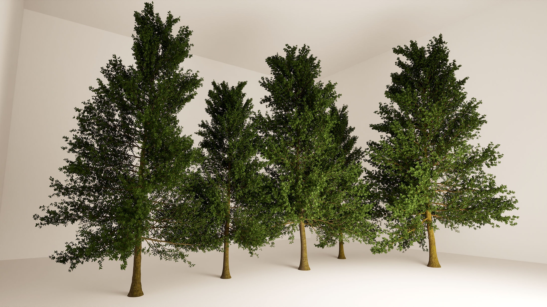 Media 1 for listing Full Geometry European Beech Trees