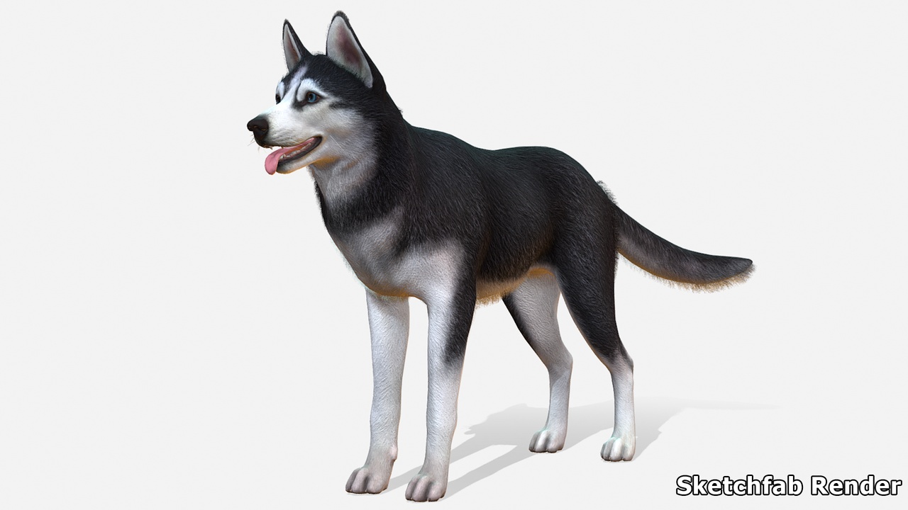 Media 1 for listing Dog - Husky