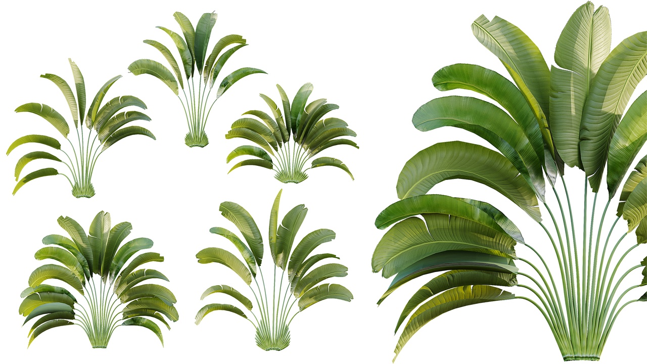 Media 1 for listing AV Plant Strelitzia Nicolai Palm Bush 01