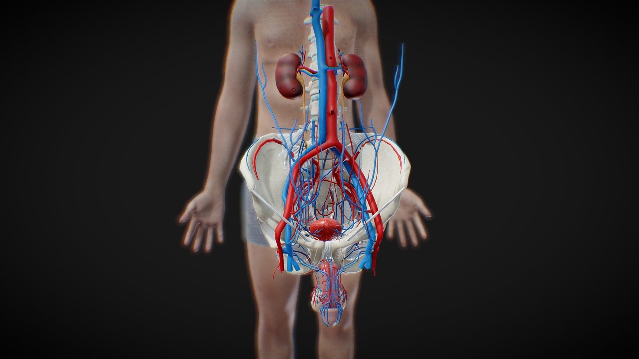 Media 1 for listing Male Reproductive And Urinary System