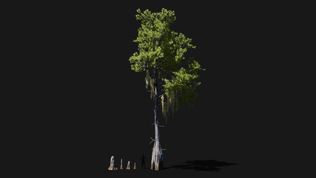 出品Realistic mid poly Bald Cypress Treeのメディア1