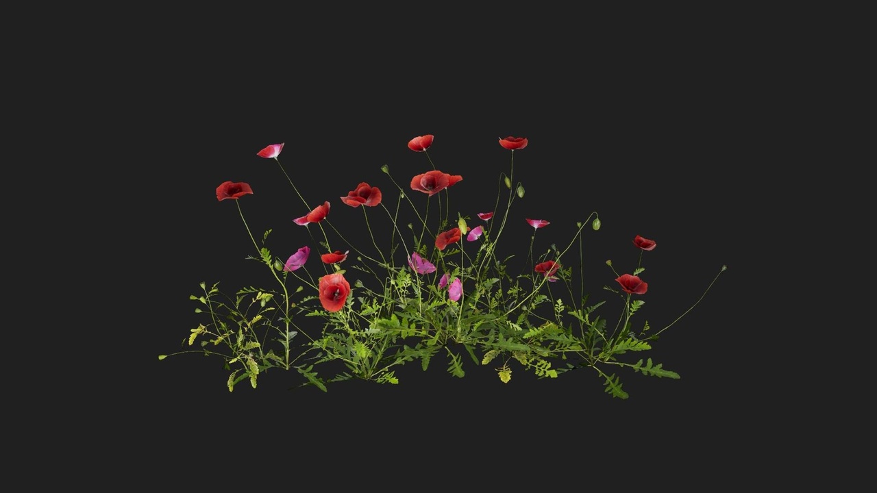 Media 1 for listing Field Poppy