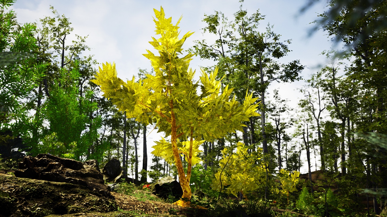 Media 1 for listing Yellow Fantasy Forest - 6 Amber Bloom Tree Plant