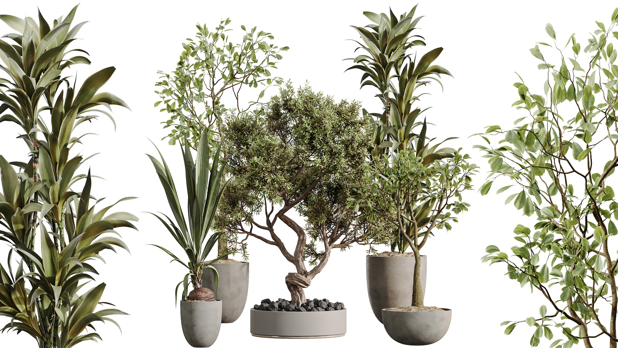 Media 1 for listing AV Indoor Plants Set 478 Ficus Cane Dragon Bonsai Coconut Palm