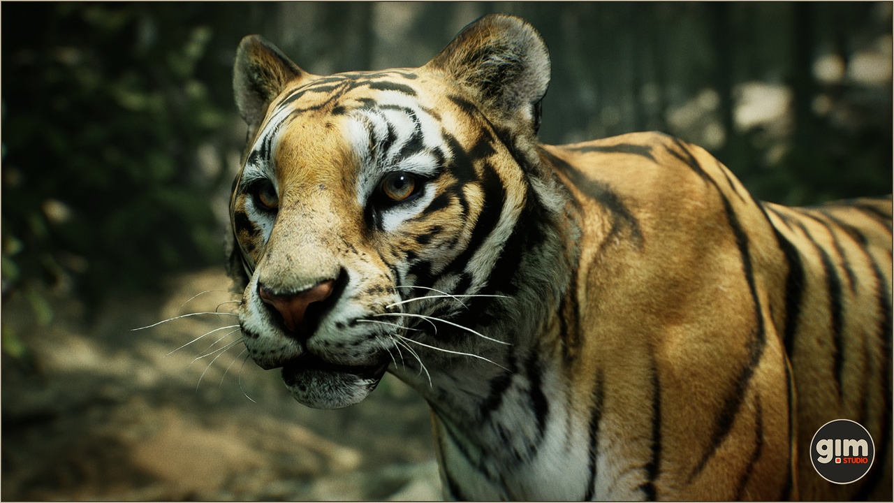 Media 1 for listing Animalia - Tiger (male)