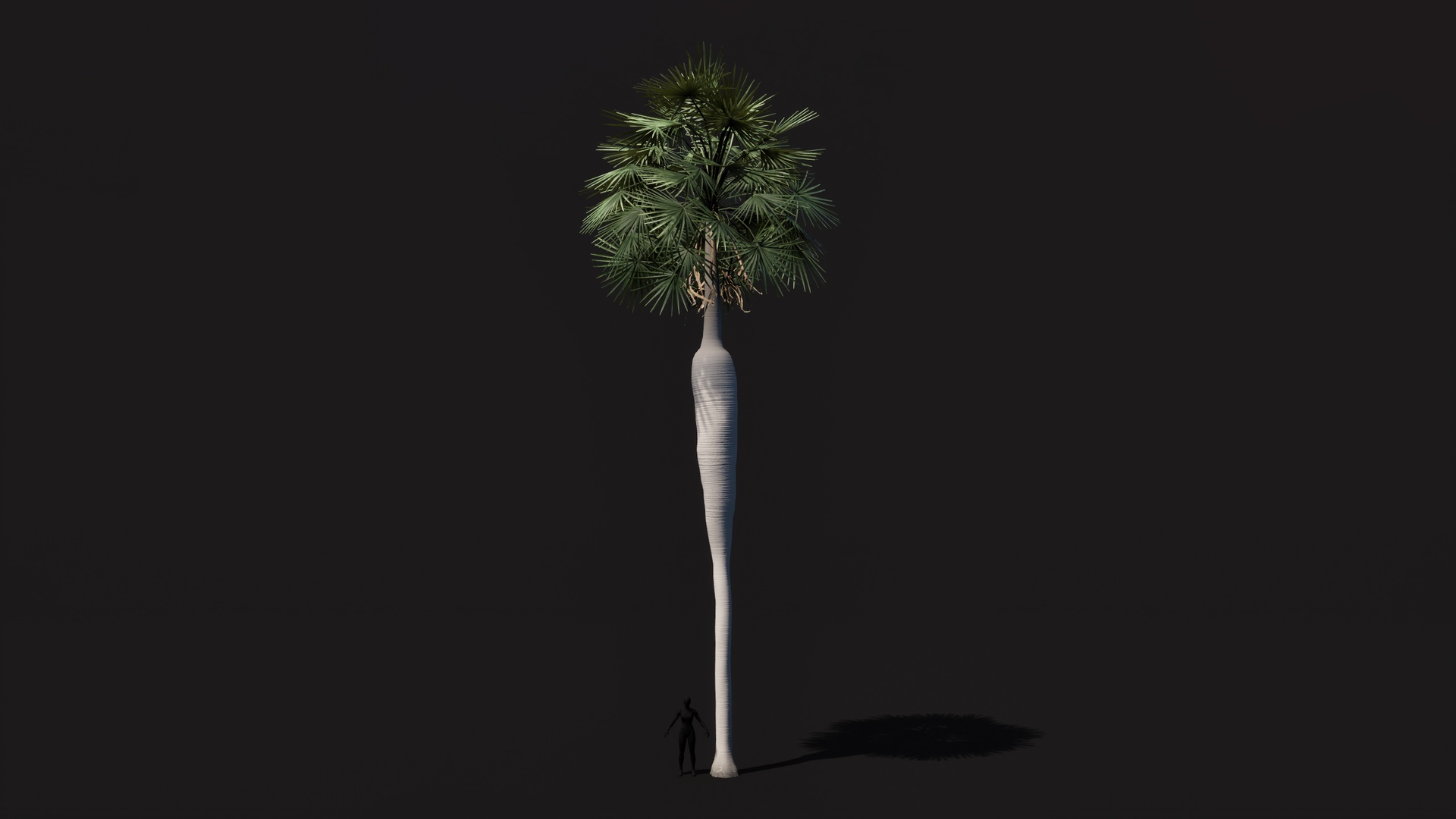 Media 1 for listing Coccothrinax Spissa Palm low poly game ready