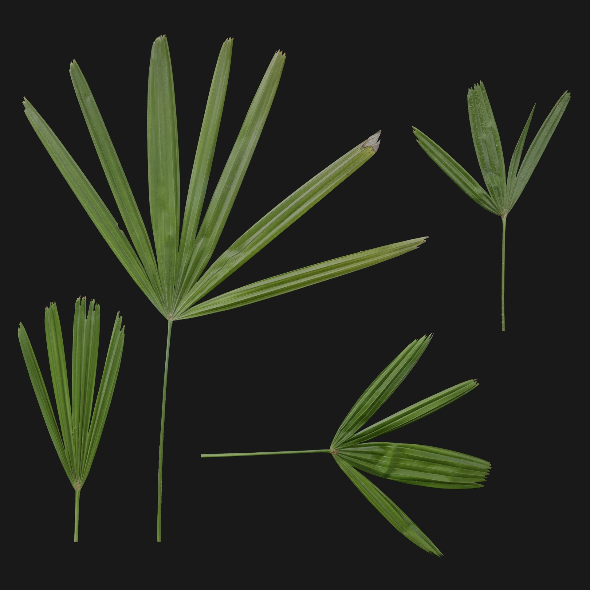 Media 1 for listing Trachycarpus 05