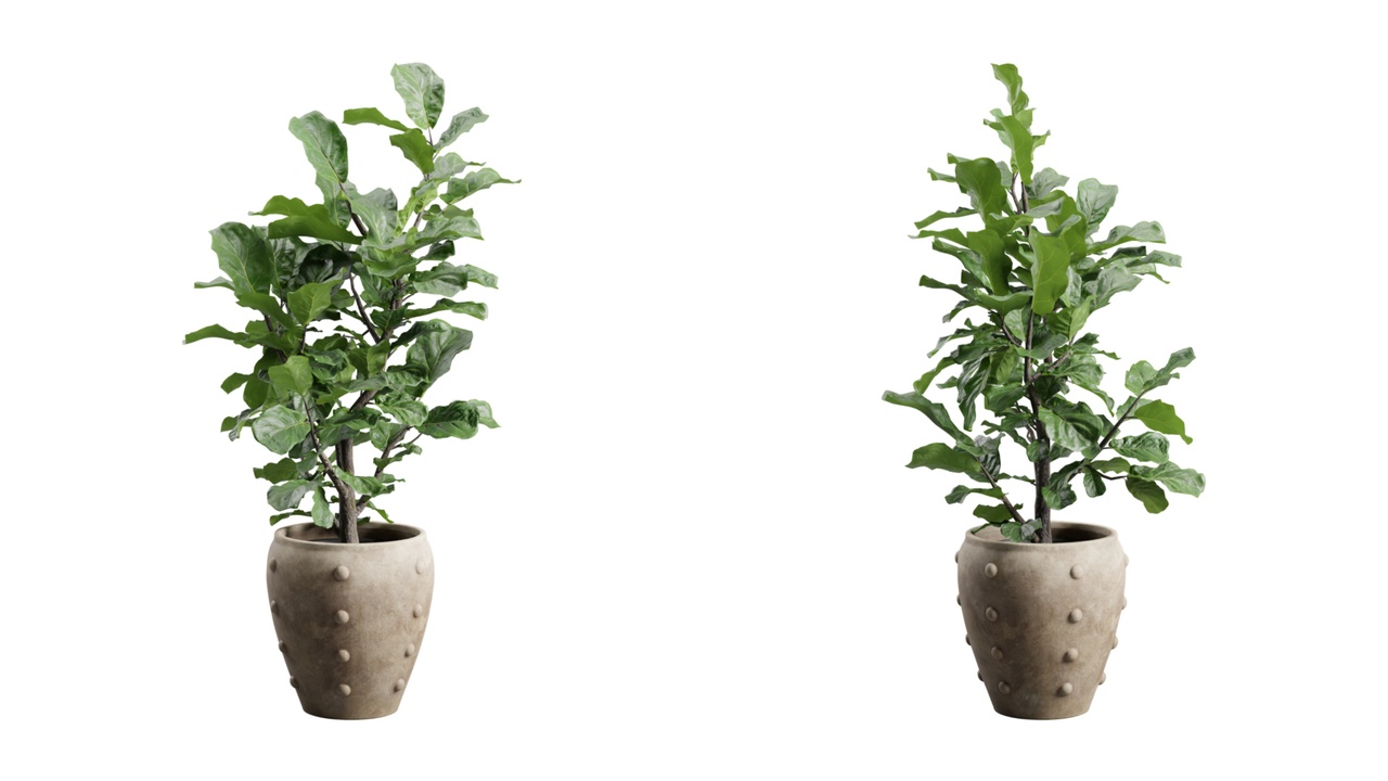 Media 1 for listing Ficus Lyrata in Rustic Planter