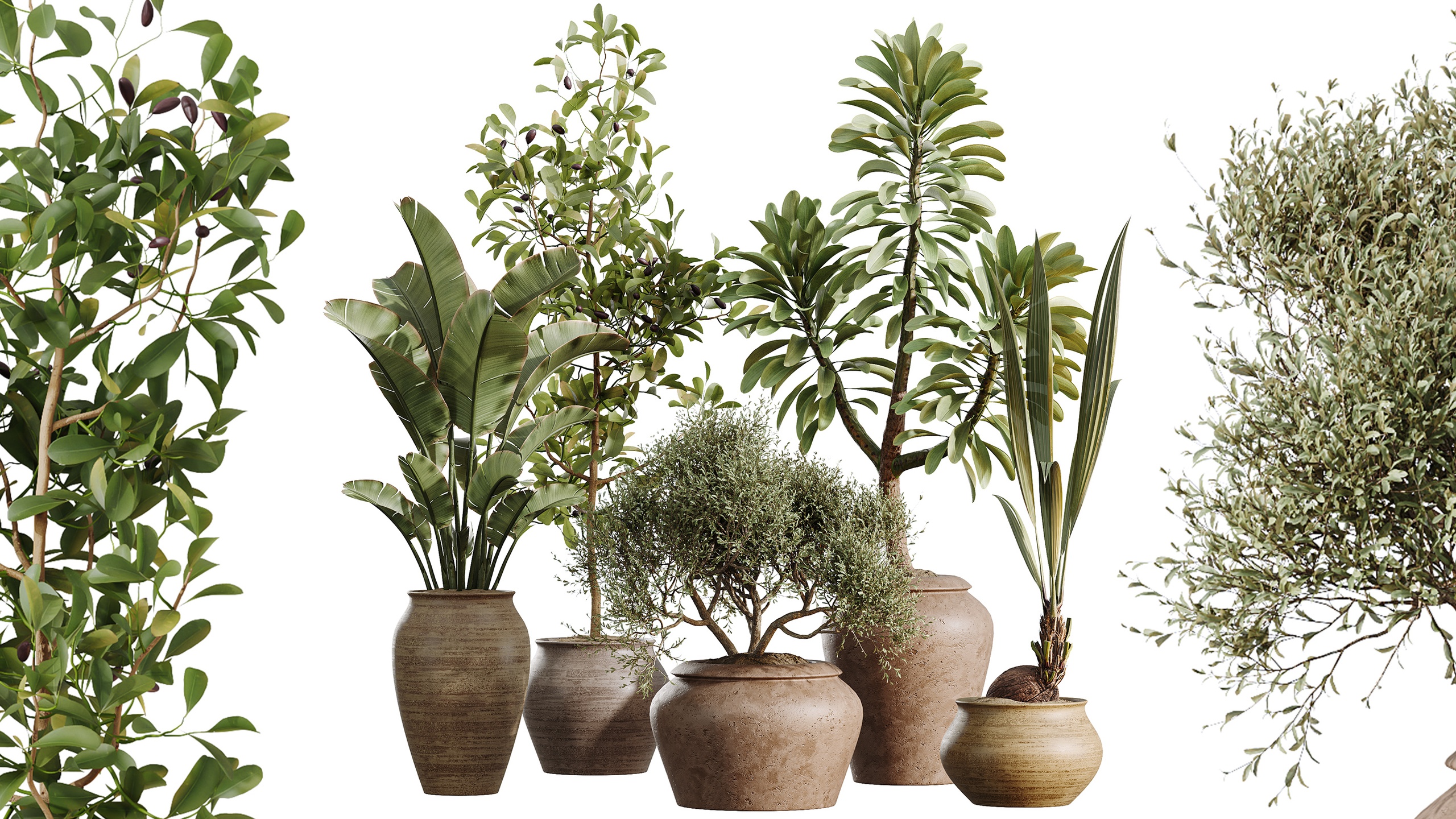 Media 1 for listing AV Indoor Plants Set 493 Coconut Palm Euphorbia Drupifera Olive Banana Briful